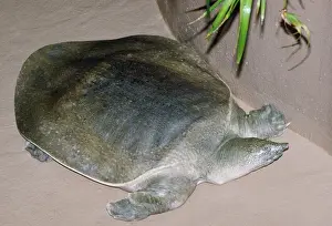 African Softshell Turtle Nile River, Central East Africa