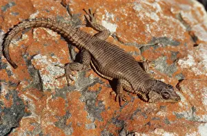 African Spiny-tailed Lizard