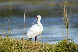 African Spoonbill