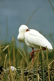 Spoonbill Prints: African Spoonbill