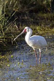 African Spoonbill. Andries Vosloo Kudu Reserve - nr Grahamstown - Eastern Cape - South Africa