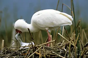 Spoonbill Prints: African Spoonbill - feeding chick