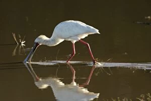 Images Dated 10th July 2004: African Spoonbill - feeding in water. South Luangwa Valley National Park - Zambia - Africa