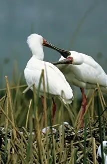 Spoonbill Prints: African Spoonbill - mutual preening