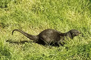 Urinating Prints: African Spot-necked Otter - sprainting Africa