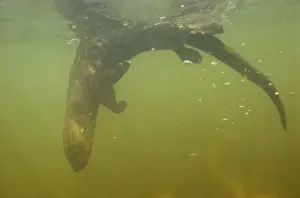 African Spot-necked Otter - underwater