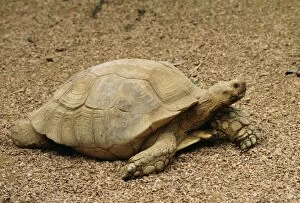 Images Dated 21st September 2004: African Spurred Tortoise