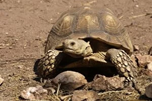 Images Dated 19th July 2006: African Spurred Tortoise