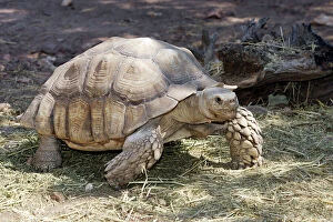 Images Dated 19th July 2006: African Spurred Tortoise