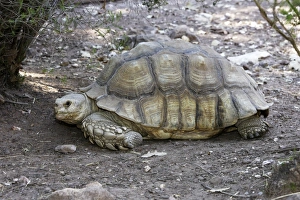 Images Dated 19th July 2006: African Spurred Tortoise
