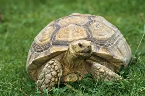 Tortoises Prints: African Spurred Tortoise - on grass