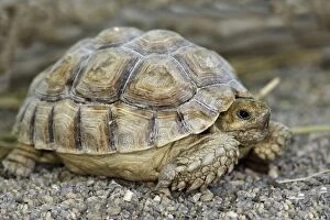 Images Dated 19th July 2006: African Spurred Tortoise latin also Centrochelys sulcata
