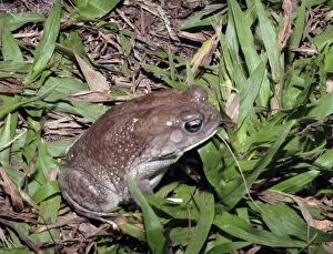 African toad