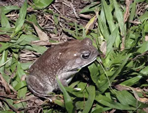 Amphibia Prints: African toad