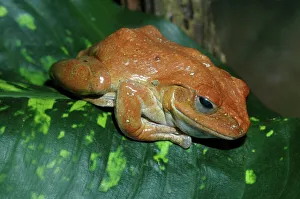 Frogs Collection: African Tree Frog
