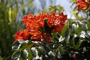 Ethiopia Prints: African Tulip-Tree. Arsi Region - Ethiopia