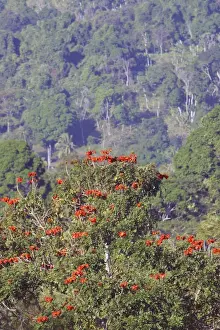 Mayotte Prints: African Tulip-Tree Family: Bignoniaceae Mayotte Island Indian Ocean