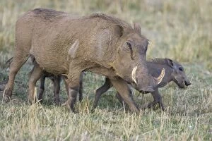 Images Dated 28th September 2006: African Warthog - mother and young piglets - Masai Mara Reserve - Kenya