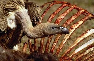 Africanus Gallery: African White-backed VULTURE - close-up of head and carcass
