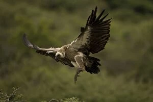 Images Dated 23rd February 2006: African White-Backed Vulture. Coming in to land. Central Namibia. Africa