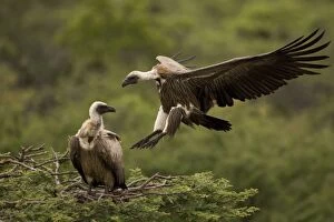 African White-Backed Vulture - Coming in to land