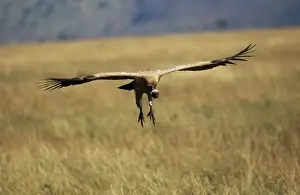 African White-backed Vulture - coming in to land