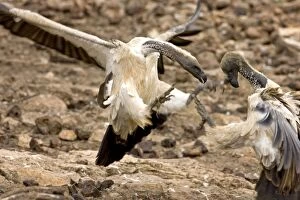 African White-Backed Vulture - Fighting at feeding site