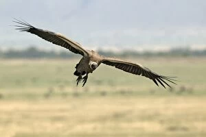 African White-backed Vulture - in flight