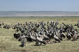 African White-backed Vulture - group