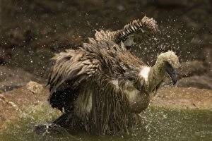 Images Dated 24th February 2006: African White-Backed Vulture - Having a bath after feeding. Central Namibia, Africa