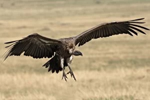 African White-backed Vulture - landing