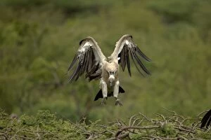 Images Dated 24th February 2006: African White-Backed Vulture Landing on tree top. Central Namibia, Africa