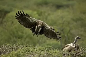 African White-Backed Vulture - Landing on tree top, wings outstretched