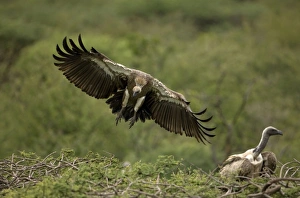 Images Dated 24th February 2006: African White-Backed Vulture - Landing on tree top. Central Namibia, Africa