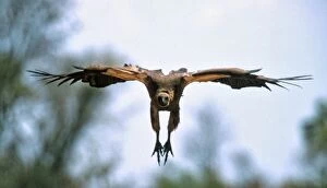 African White-backed VULTURE - preparing to land at a carcass