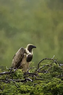 White Backed Prints: African White-Backed Vulture. Waiting out the rain in Central Namibia, Africa