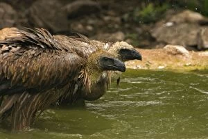 African White-Backed Vultures - Having a drink and bath after feeding