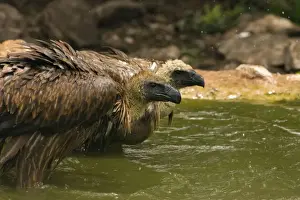 White Backed Prints: African White-Backed Vultures - Having a drink and bath after feeding