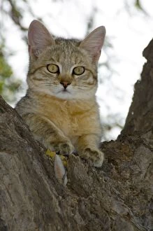 Images Dated 16th October 2005: African Wild Cat - Kitten sheltering in camelthorn during heat of day