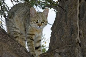 Images Dated 16th October 2005: African Wild Cat - Kitten sheltering in camelthorn during heat of day