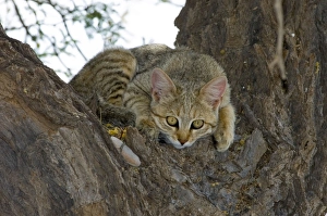 Images Dated 16th October 2005: African Wild Cat - Kitten sheltering in camelthorn during heat of day