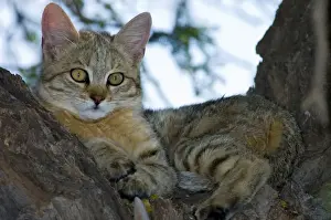 African Wild Cat - Kitten sheltering in camelthorn during heat of day. Predator of rodents and other small mammals, birds, amphibians, reptiles and invertebrates. Widespread. Kgalagadi Transfrontier Park