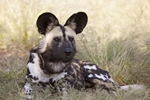 Images Dated 15th April 2008: African Wild Dog