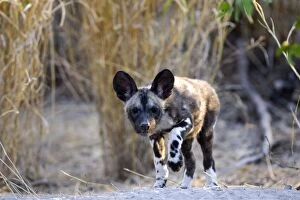 Images Dated 31st July 2008: African Wild Dog - 6-8 week old pup(s) - Okavango Delta - Botswana