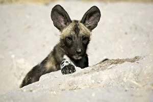 Images Dated 1st August 2008: African Wild Dog - 6-8 week old pup(s) - Okavango Delta - Botswana