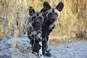Images Dated 31st July 2008: African Wild Dog - 6-8 week old pup(s) - Okavango Delta - Botswana