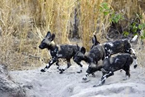 Images Dated 3rd August 2008: African Wild Dog - 6-8 week old pup(s) - Okavango Delta - Botswana