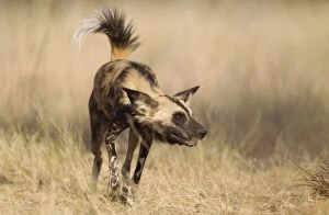 African Wild Dog - this captive animal is fed and
