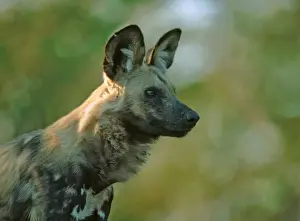 Listening Prints: African Wild Dog Moremi, Botswana, Africa