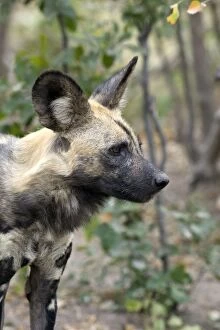 Images Dated 24th July 2010: African Wild Dog - Northern Botswana
